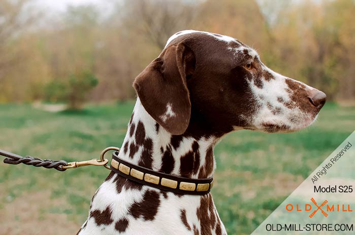 Narrow Leather Dog Collar with Plates for Dalmatian