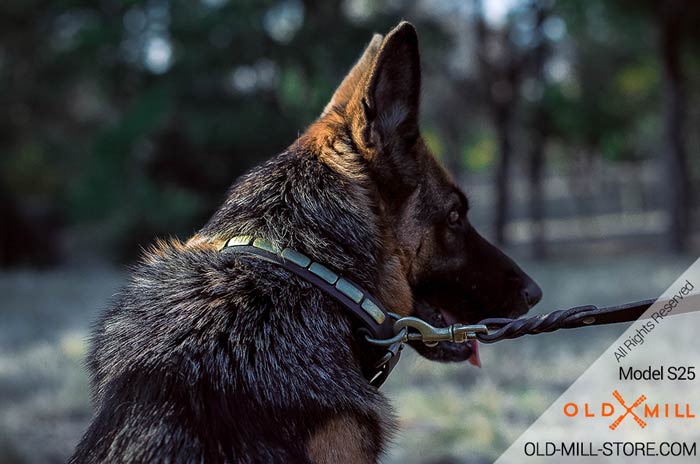 Plated Collar for German Shepherd with Brass Plates