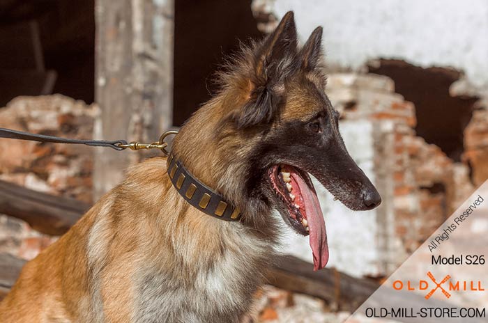 Beautiful Wide Leather Dog Collar with Plates for Tervuren