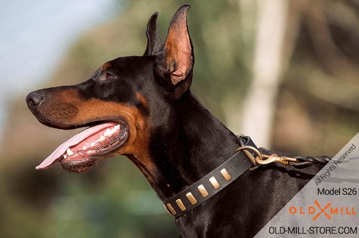 Best Collar for Doberman with Old Brass Hardware