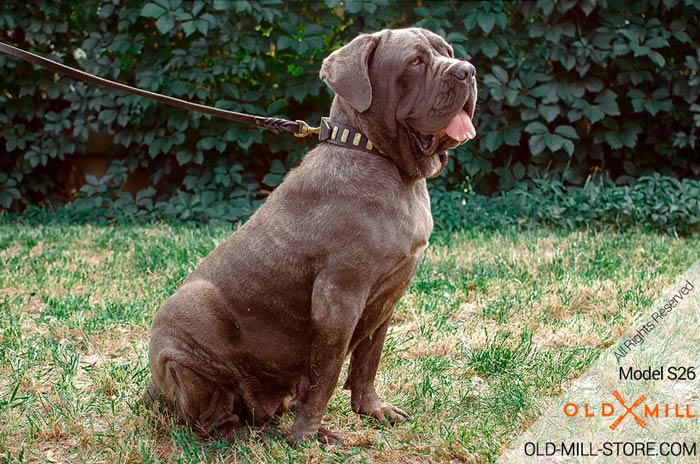 Mastiff Dog Collar for Everyday Walking