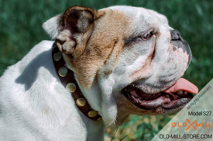 Best Collar for English Bulldog. Handmade Leather Dog Collars