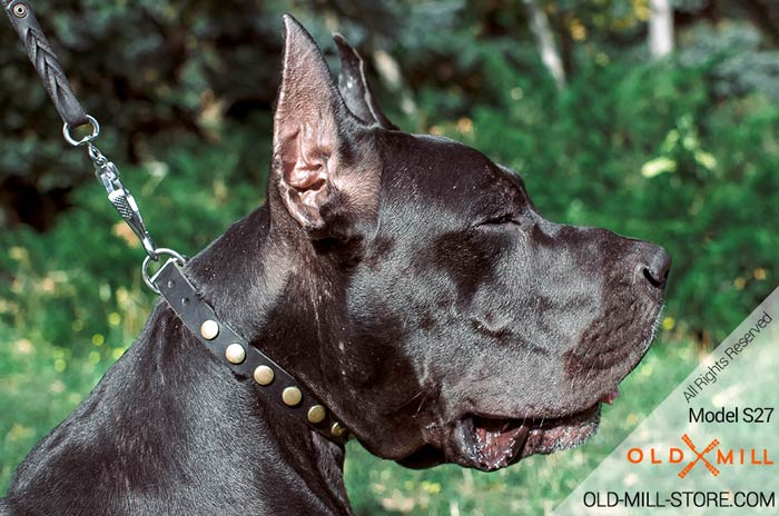 Decorated Dog Collar for Great Dane