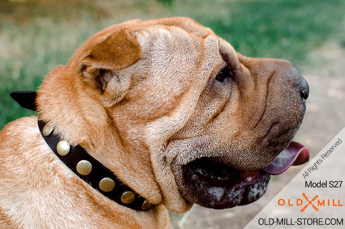 Shar Pei Leather Collar with Old Brass Circles