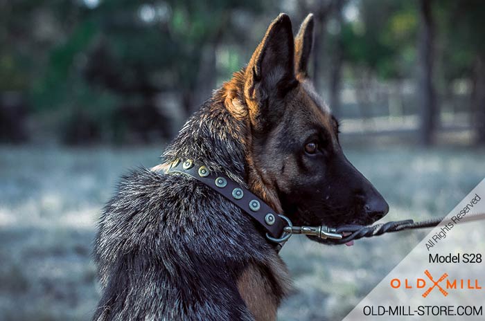 1 inch Wide Leather Collar for German Shepherd