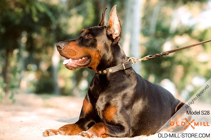 Fashion Doberman Collar with Old Brass Studs