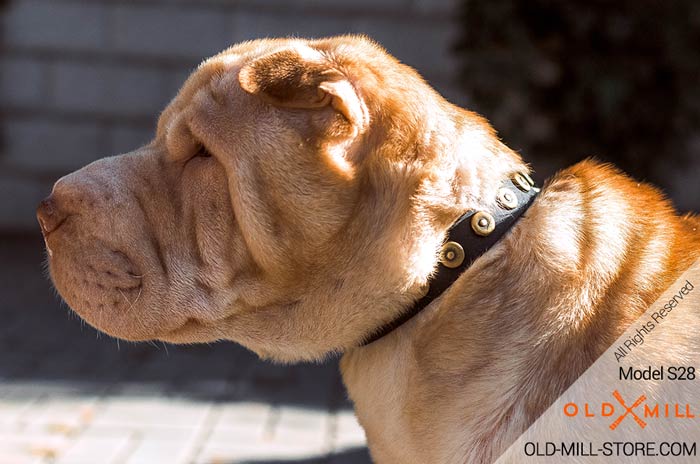 Shar Pei dog Collar Leather with Small Dotted Studs