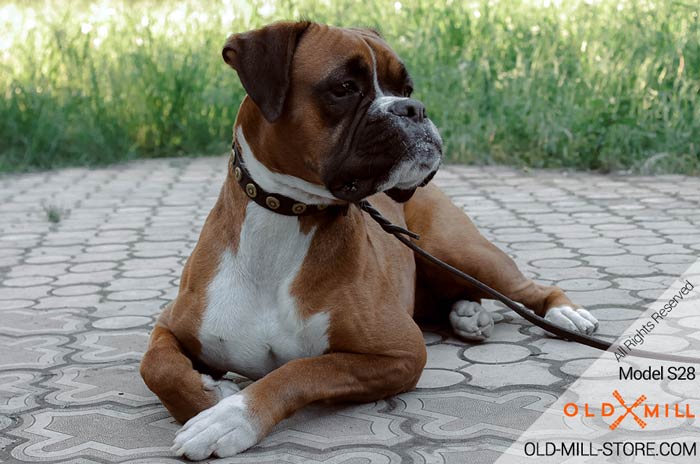 Designer Studded Dog Collar for Boxer