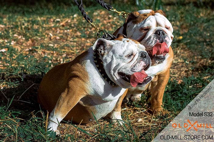Best Dog Collarwith Gold-like spikes for English Bulldog