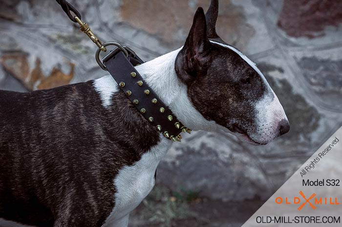 Leather English Bull Terrier Collar with Spikes