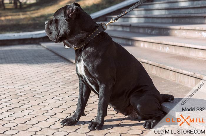 Cane Corso Mastiff Collar Spiked 1.5 inch Wide