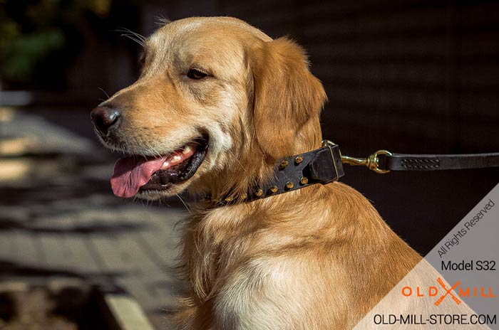 Gold Spiked Dog Collar for Golden Retriever