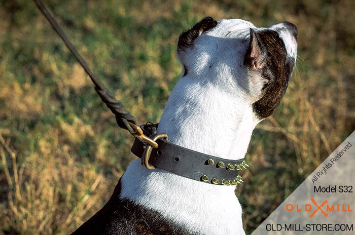 Pitbull Collar with Old Brass Buckle