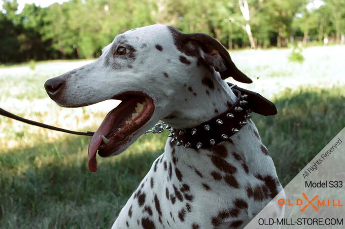 Black Leather Dalmatian Collar with Spikes