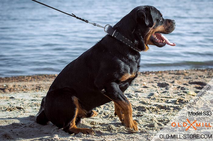 Rottweiler Collar with Silver-like Spikes