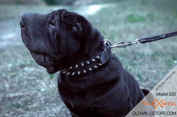 Designer Leather Dog Collar for Shar Pei