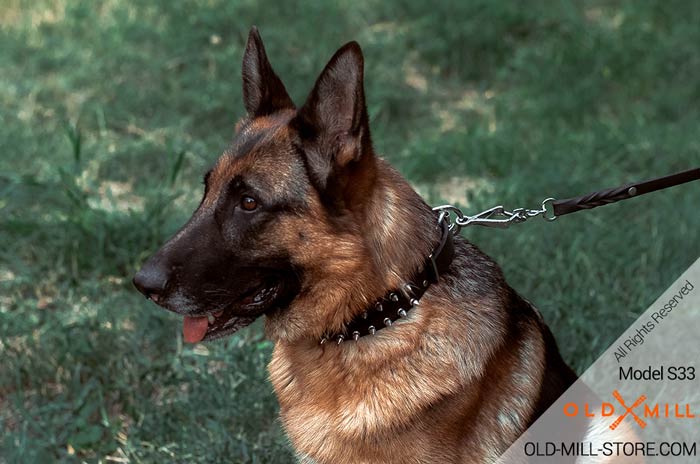 Spiked Dog Collar for German Shepherd