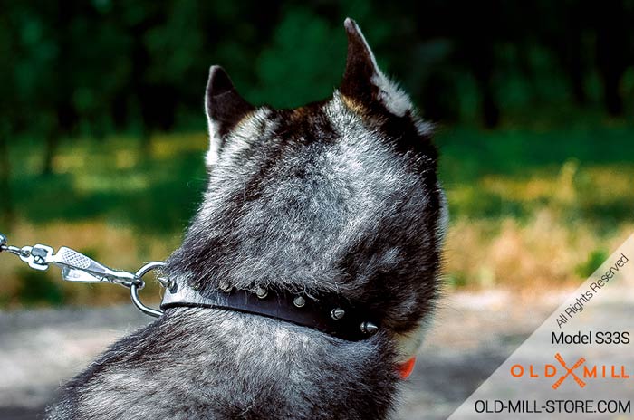 1 1/4 inch wide Spiked Leather Collar for Siberian Husky