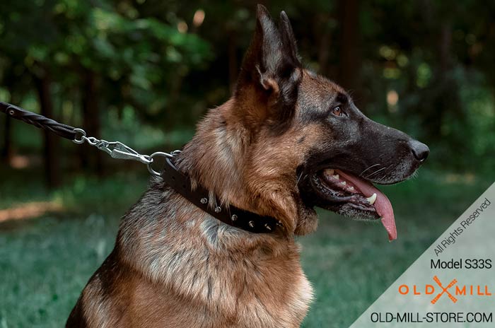 German Shepherd  Leather Spiked Collar