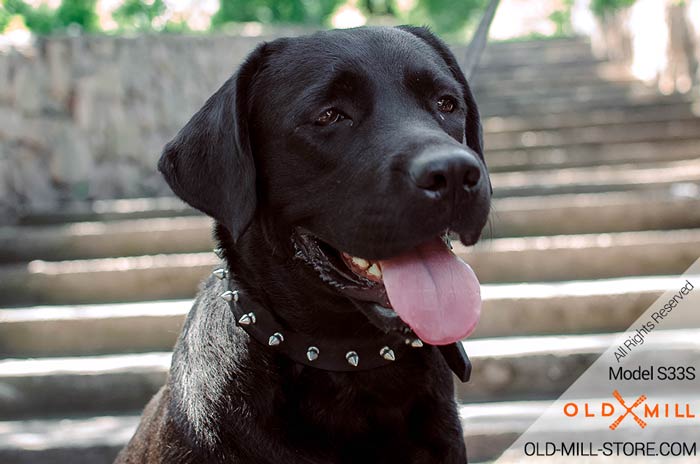 Black Labrador Collar with Spikes