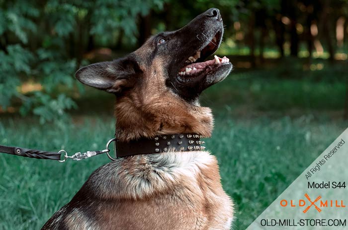 Black Leather Spiked Dog Collar German Shepherd