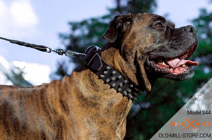 Boxer Collar with 3 Rows of Silver-like Spikes