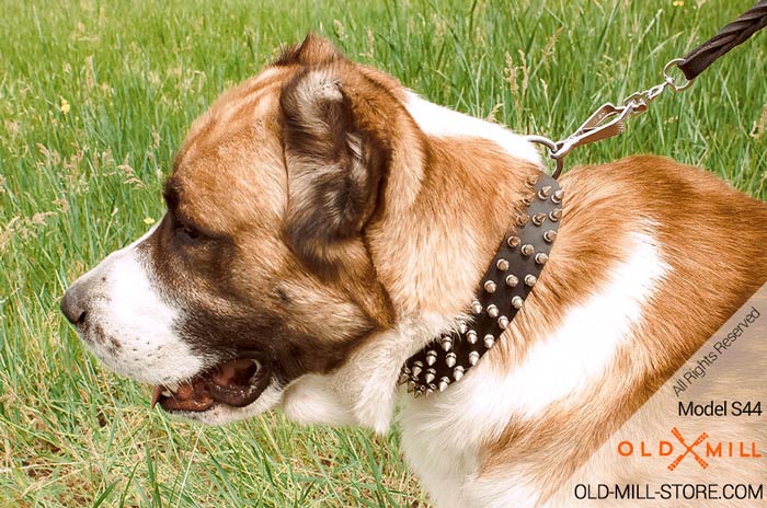 Brown Leather Spiked Dog Collar for Central Asian Shepherd Breed 