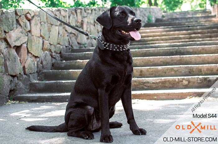 Designer Leather Dog Collar with Spikes for Black Labrador