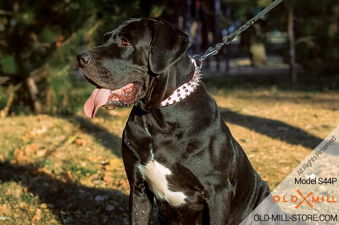 1 1/2 inch wide Pink Leather Spiked Dog Collar for Great Dane Breed