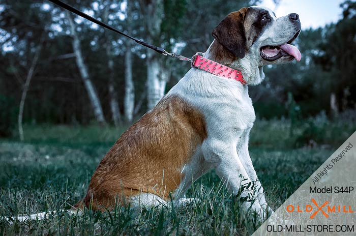 Designer Pink Dog Collar for Russian Watchdog