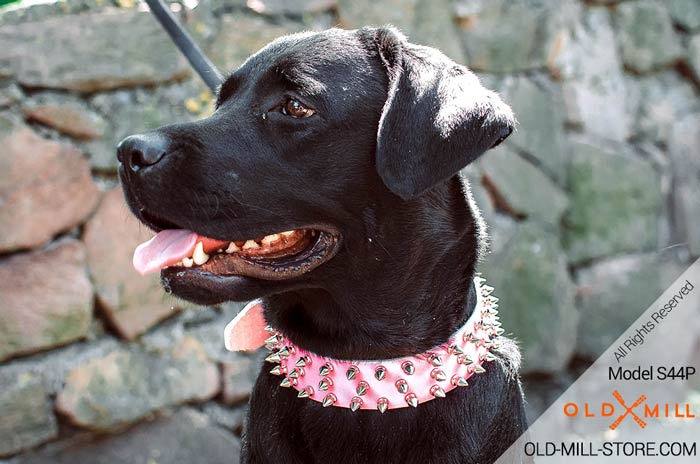 Labrador  Fashion Spiked Pink Leather Collar