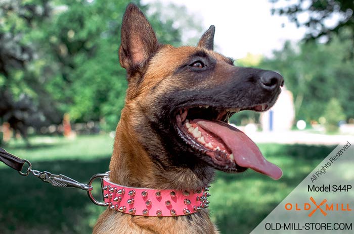 Pink Leather Female Dog Collar for Belgian Milinois