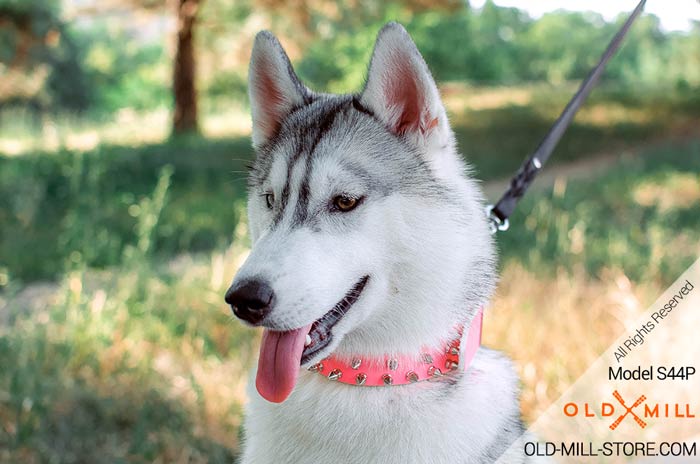 Siberian Husky Girl Collar with Spikes