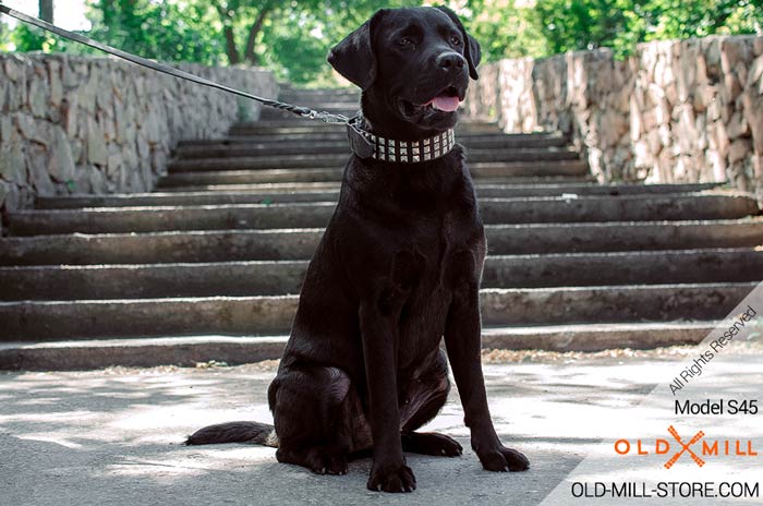 1 1/2 inch wide Dog Collar with Silver-like Pyramids for Labrador