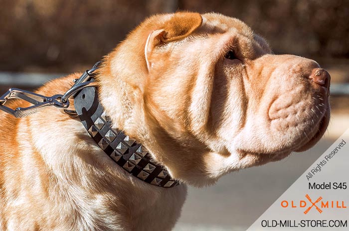 Designer Dog Collar for Sharpei
