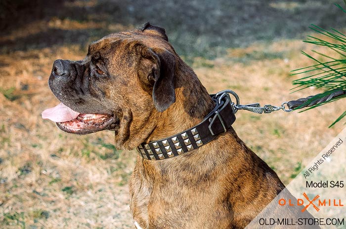 Fancy Boxer Collar for Everyday Walking