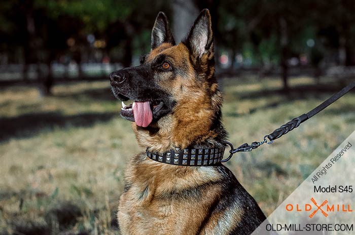 Leather Dog Collar with Pyramids for German Shepherd