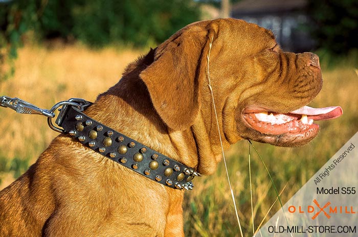 Best Spiked Collar "Gladiator" for French Mastiff