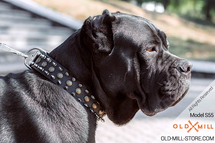 Cane Corso Collar 2 Rows of Nickel Plated Spikes