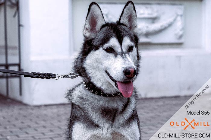 Designer Leather Dog Collar Spiked for Siberian Husky