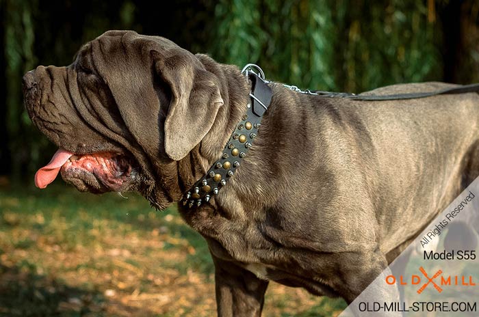Strong Spiked and Studded Leather Collar for Mastino Napoletano