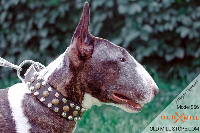 1 1/2 inch wide Bullterrier Collar with Nickel Pyramids Old Brass Studs