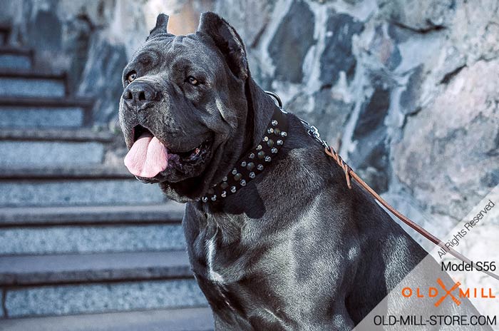 Fashion Leather Cane Corso Collar