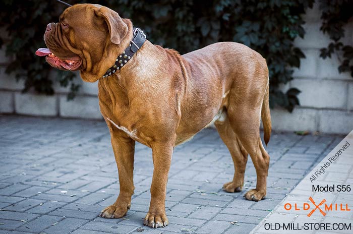 French Mastiff (Dogue-de-Bordeaux) Studded Collar