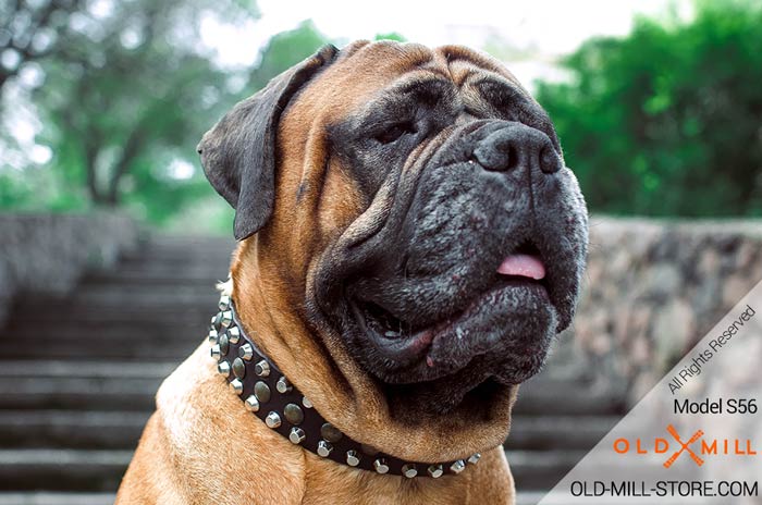 Leather Dog Collar Decorated with Studs for Bullmastiff