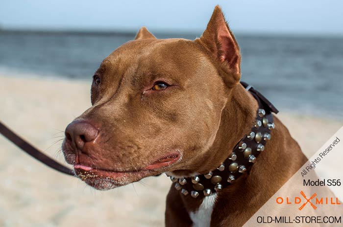 Pitbull Collar with Rust Proof Decorations