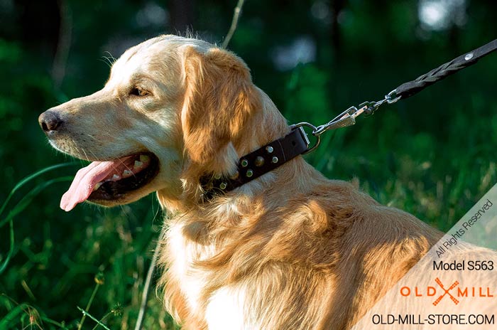 Black Leather Studded Dog Collar for Golden Retriever