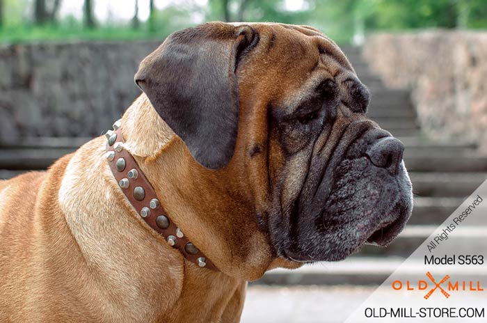 Bullmastiff Leather Dog Collar with Old Brass Studs