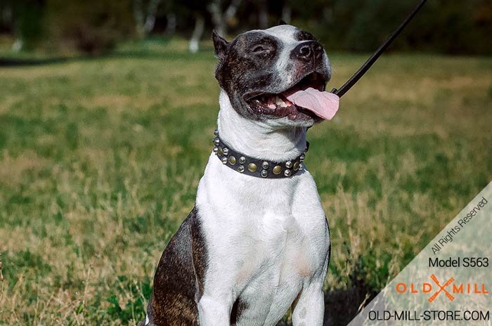 Pitbull Studded Leather Collar