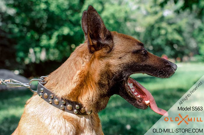 Designer Leather Dog Collar for Belgian Malinois